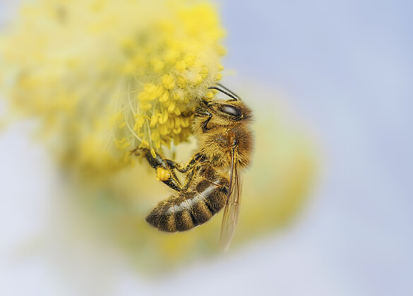 Fleissige Bienen finden viel Pollen in den blühenden Weiden.