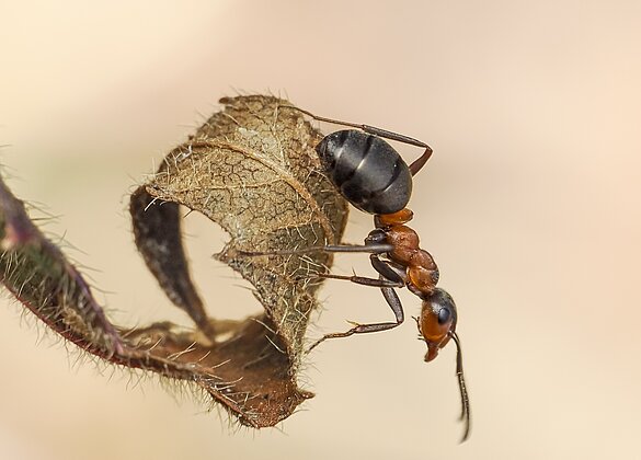 Rote Waldameisen sind schon aktiv