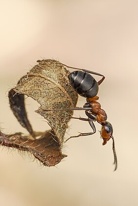 Rote Waldameisen sind schon aktiv