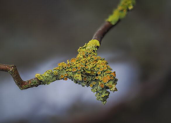 Gelbe Flechten zeigen die Luftqualität an
