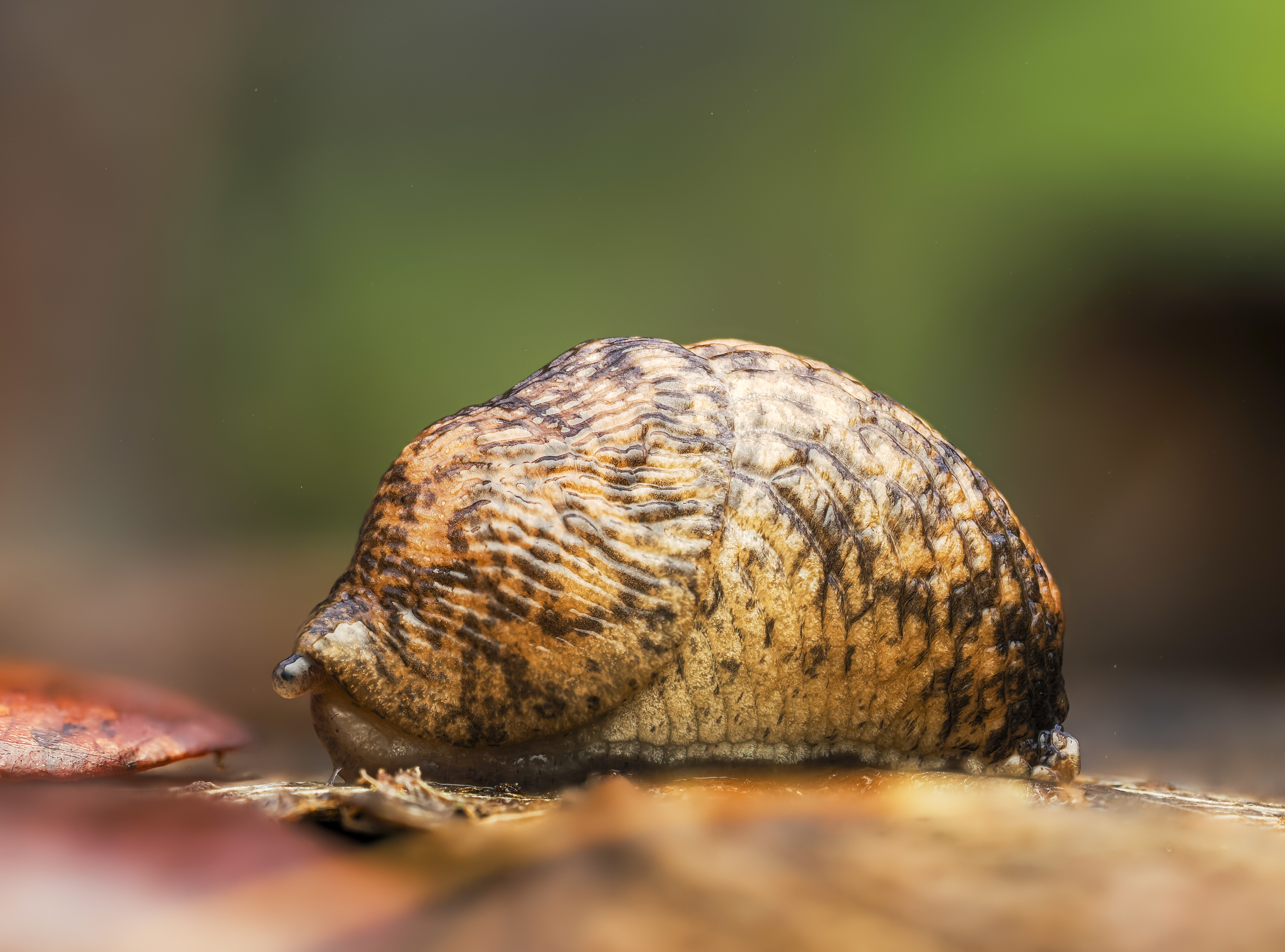 Nacktschnecken gibts in vielen Arten