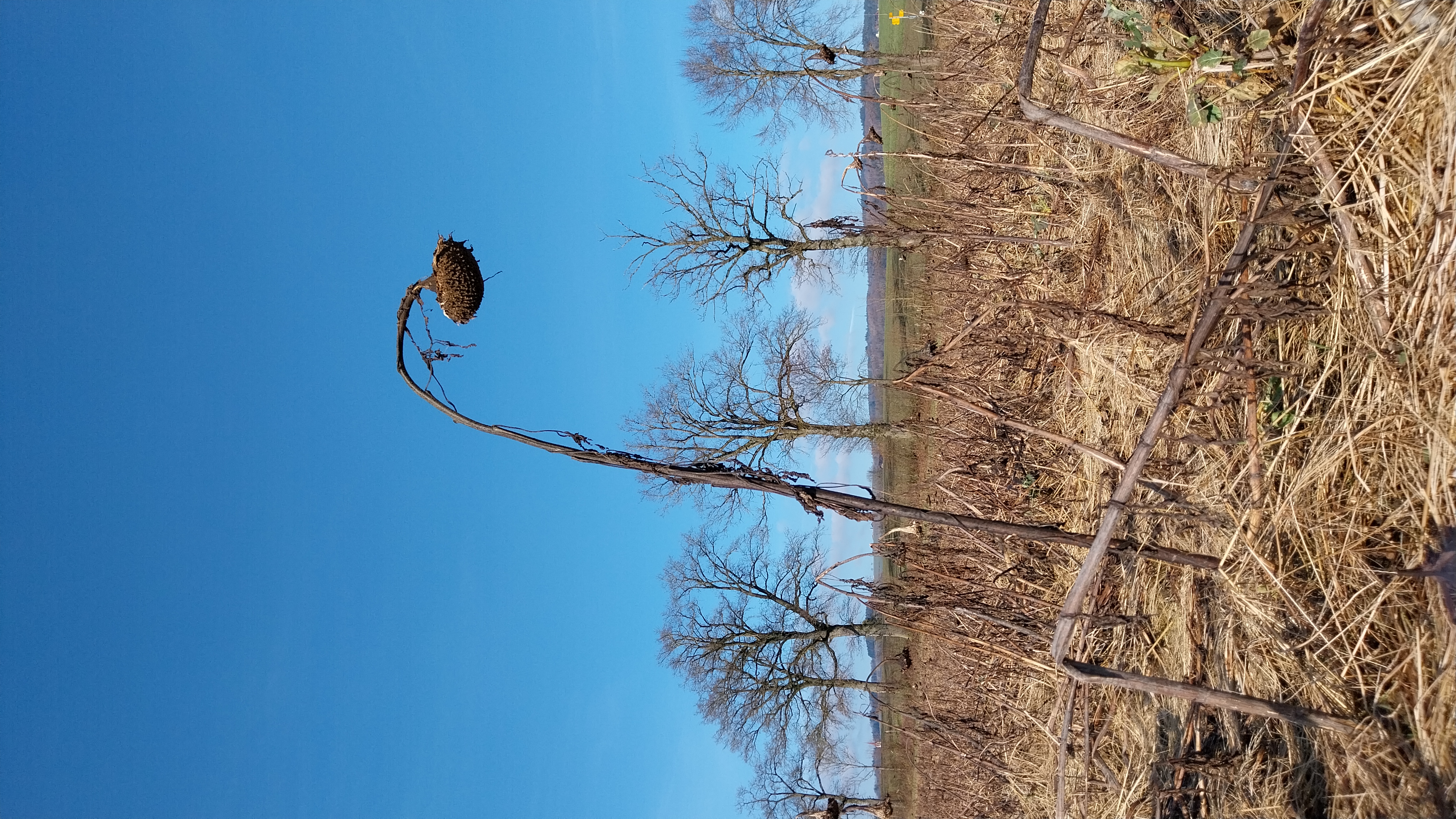 Sonnenblume im Ruhestand