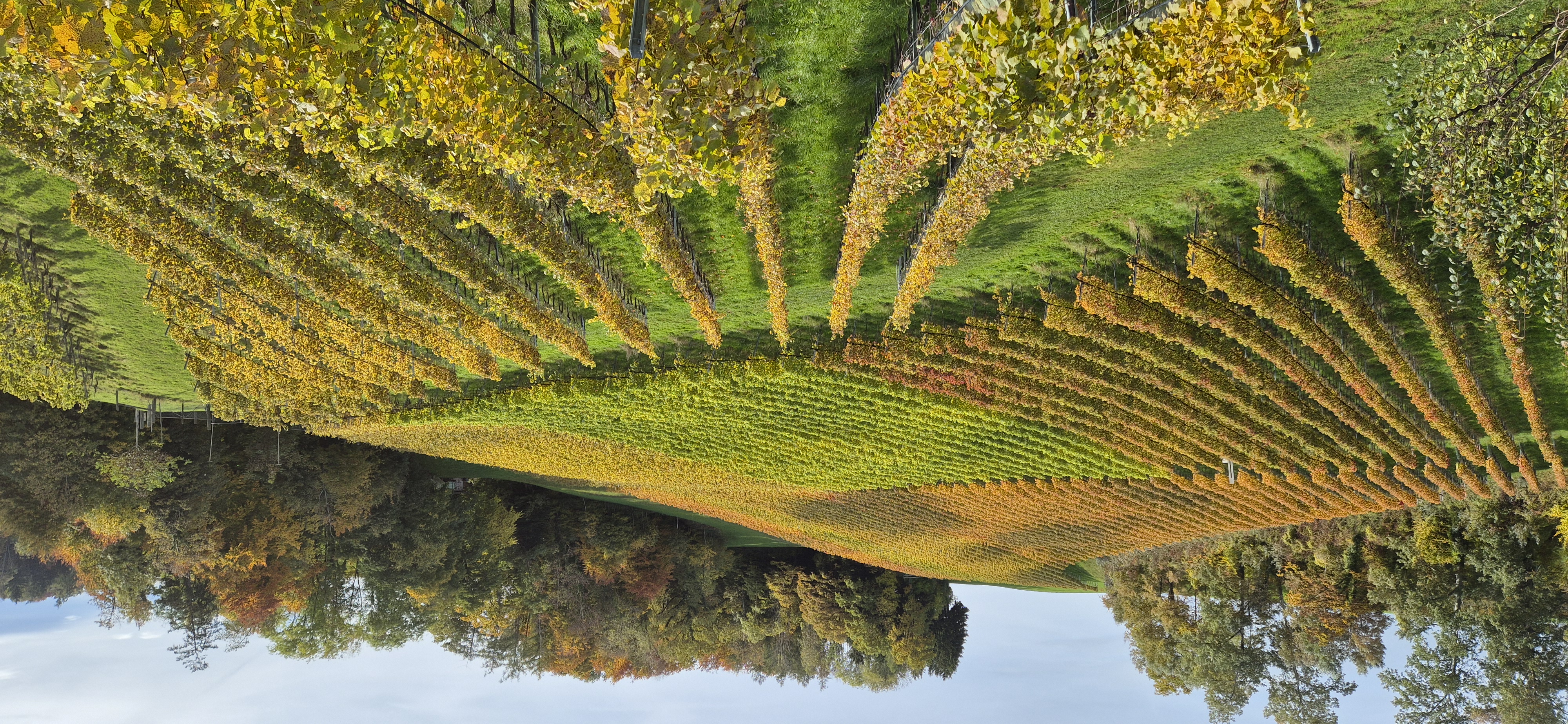 Farbenspiel der Rebenblätter im Herbst