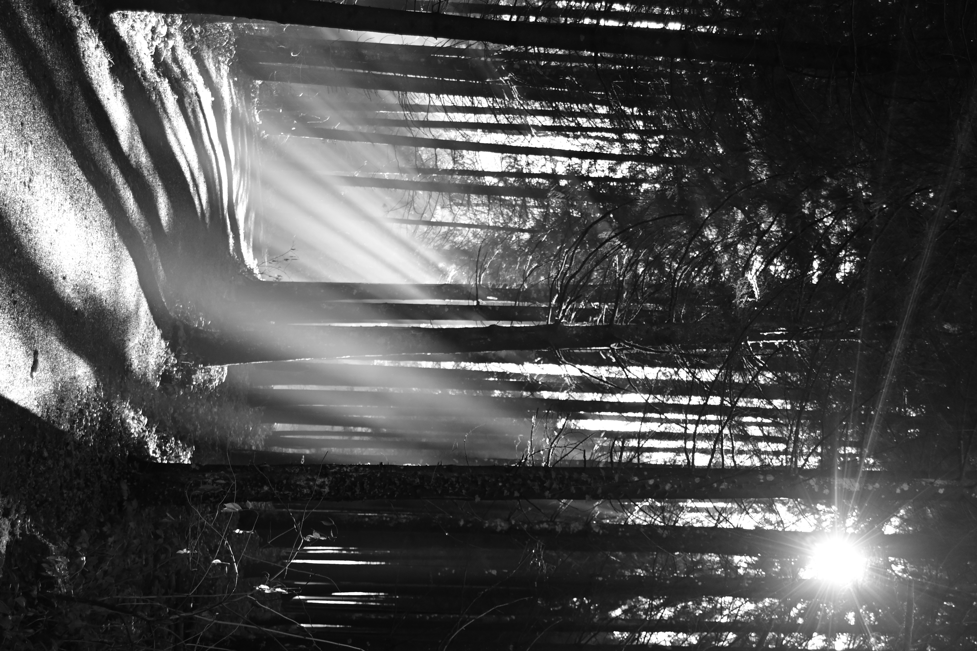 Licht und Schattenspiel mit Nebel