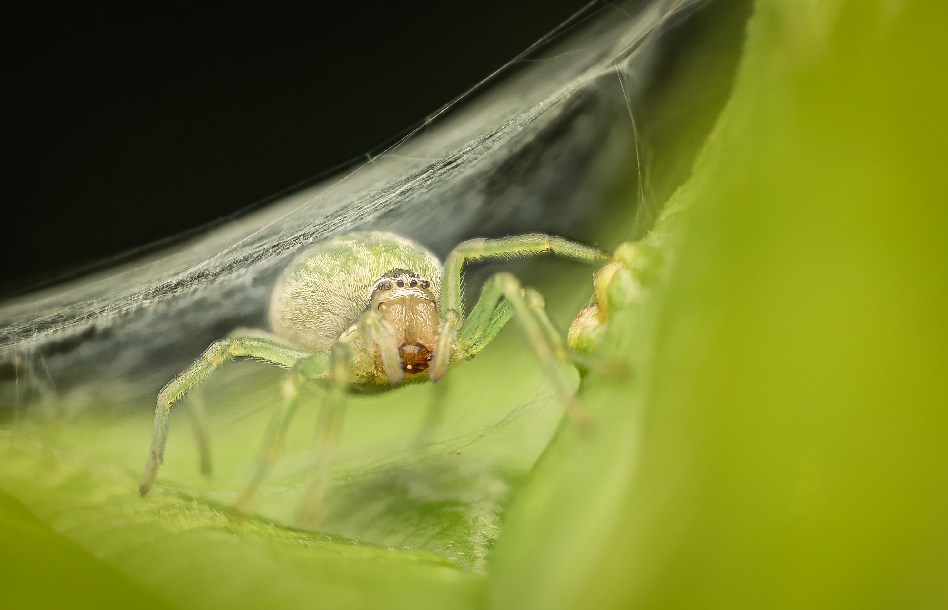 Grüne Kräuselspinne lauert unter zeltartigem Gespinst