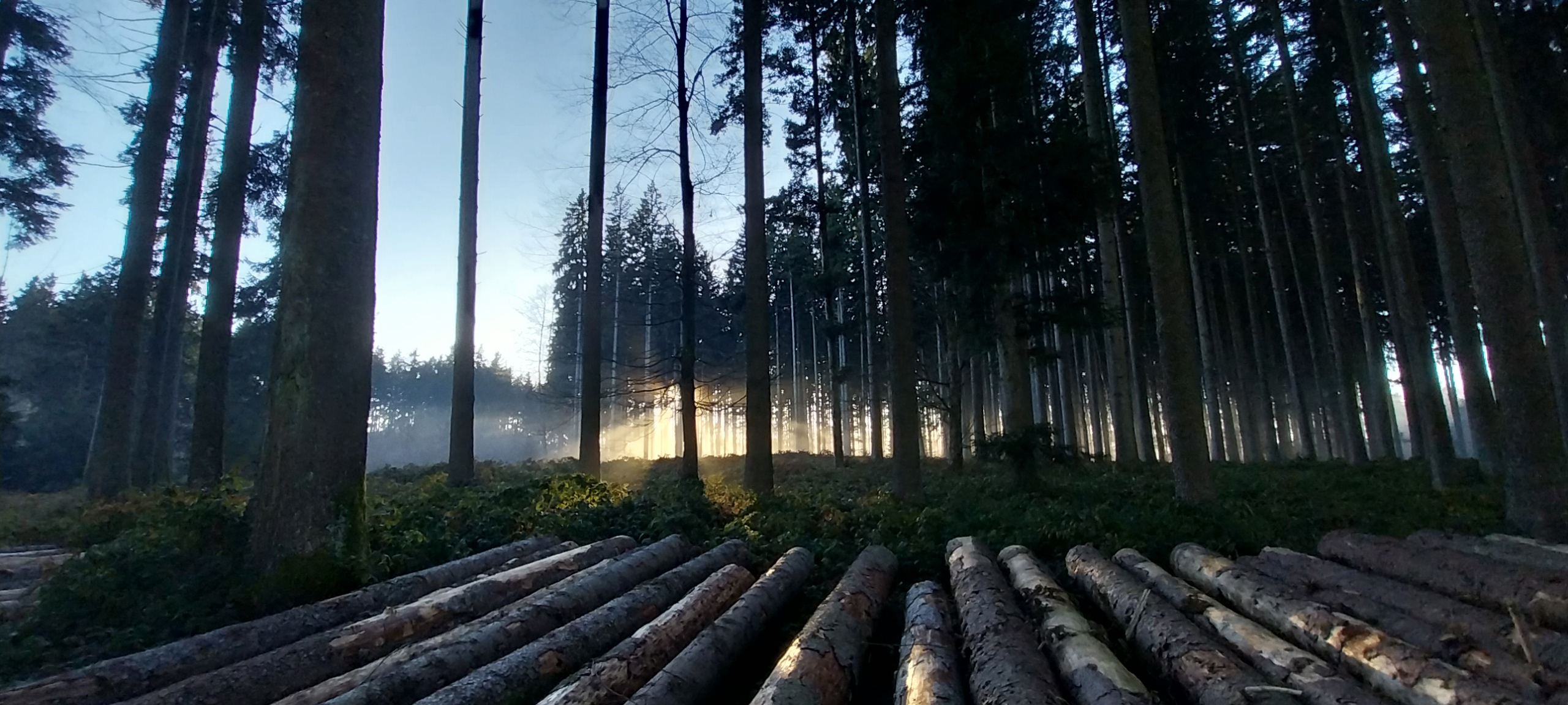 Ooh du schöner Tannenbaum, was ist von dir geblieben 