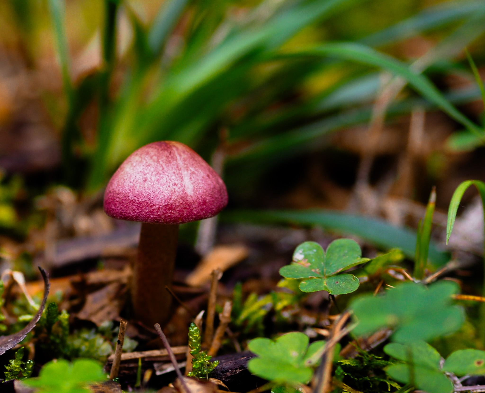 Roter Pilz im Wald