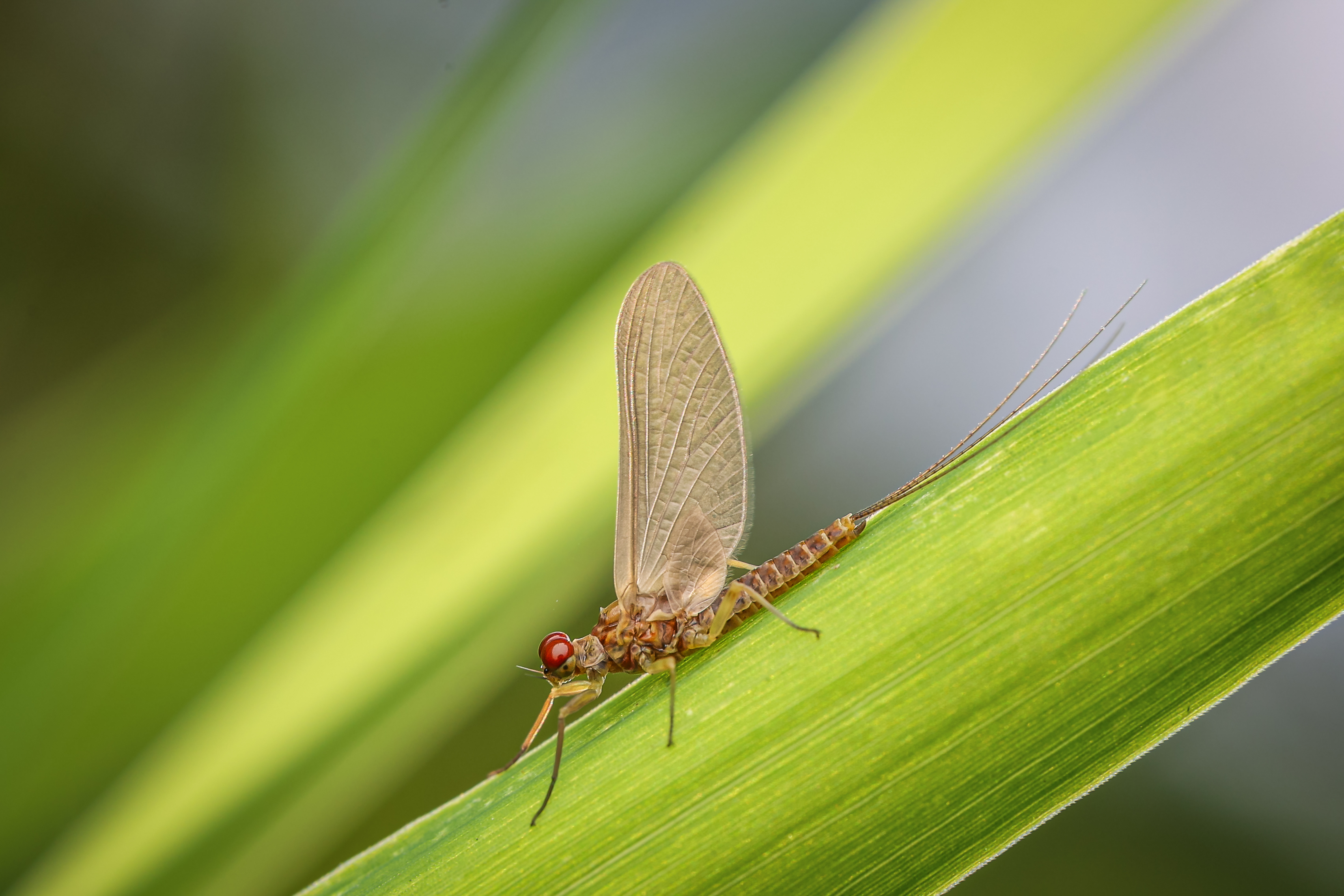 Eintagsfliegen leben max. 3 Tage