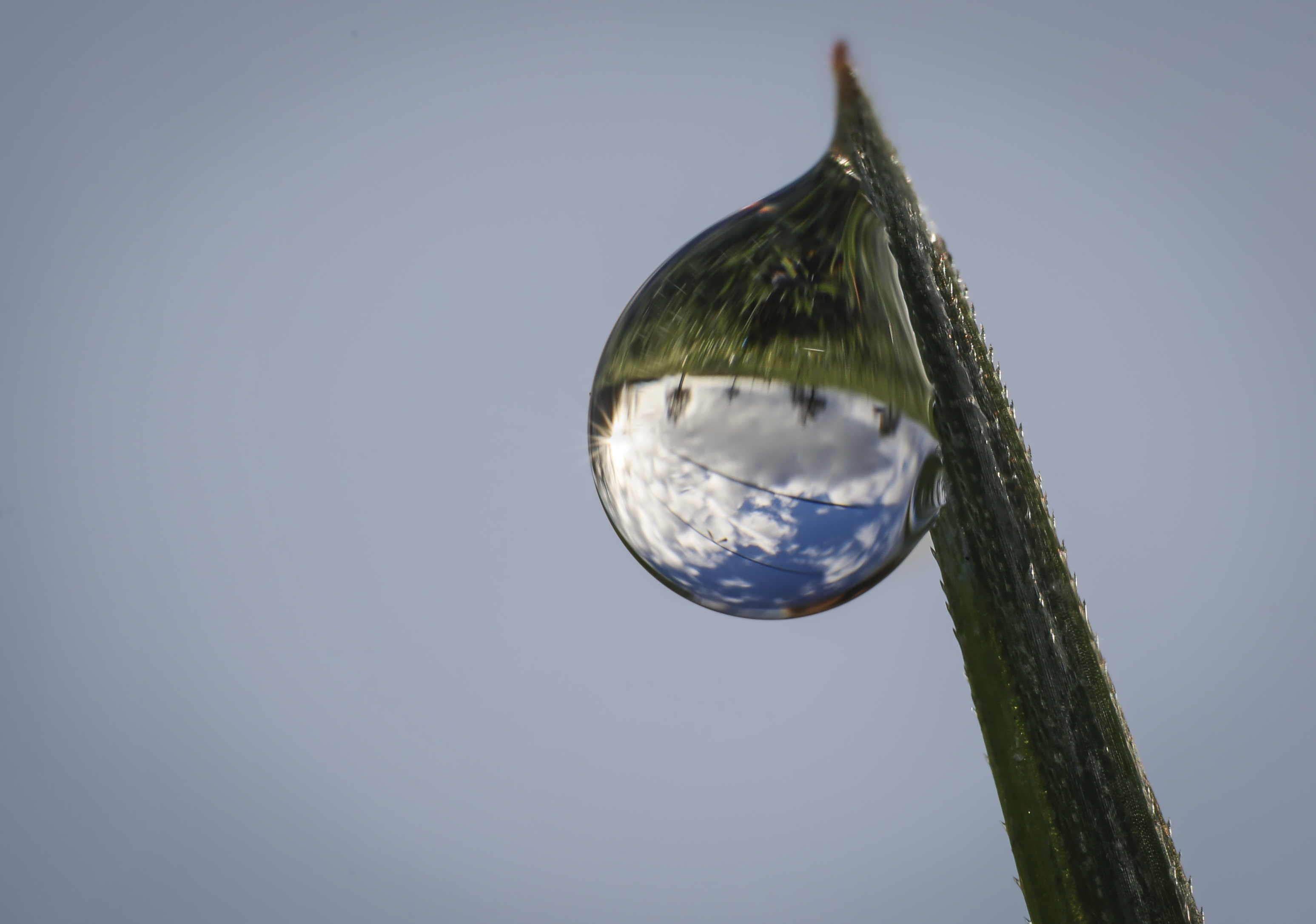 Schönes Herbstwetter auch in der Spiegelung des Tautropfens.