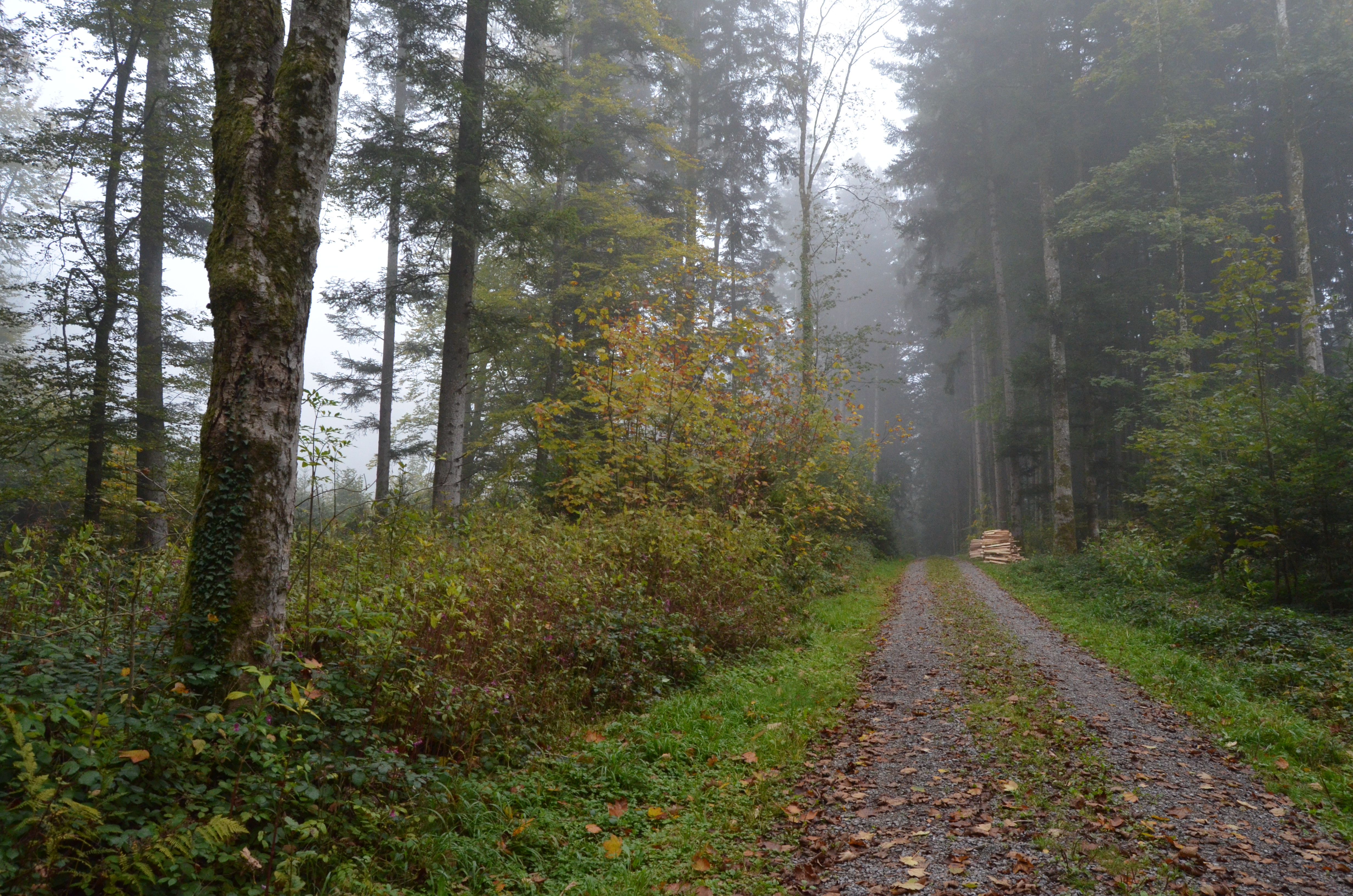 Herbist im Wanger Tannwald.