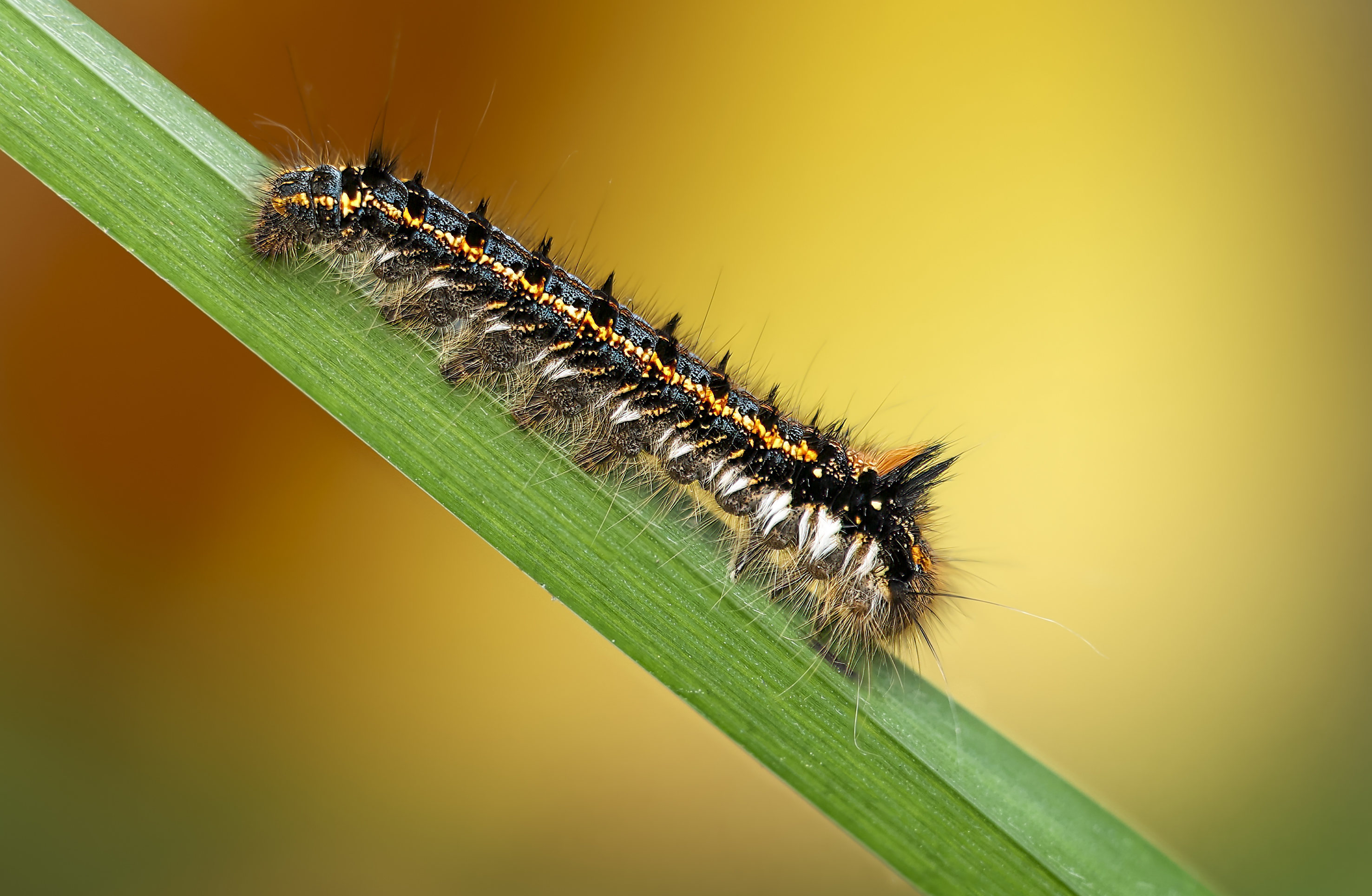 Raupe der Grasglucke vor dem bunten Herbstlaub