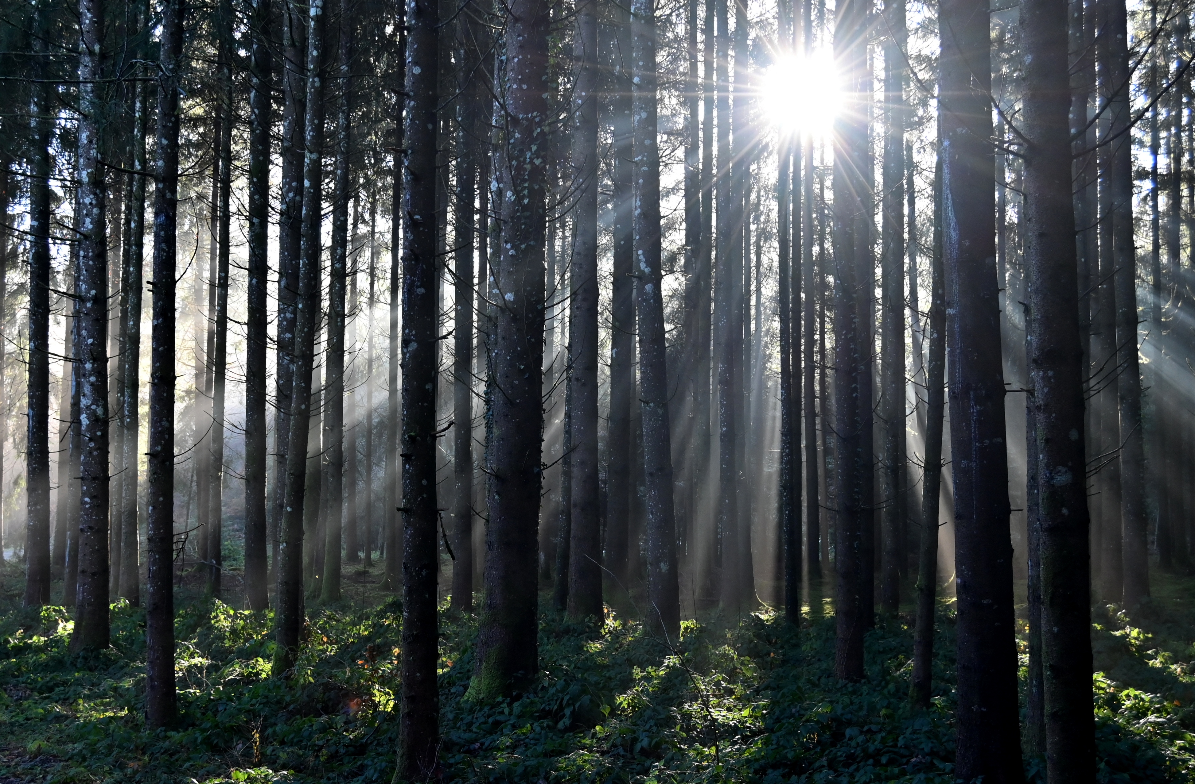 Licht und Schattenspiel.