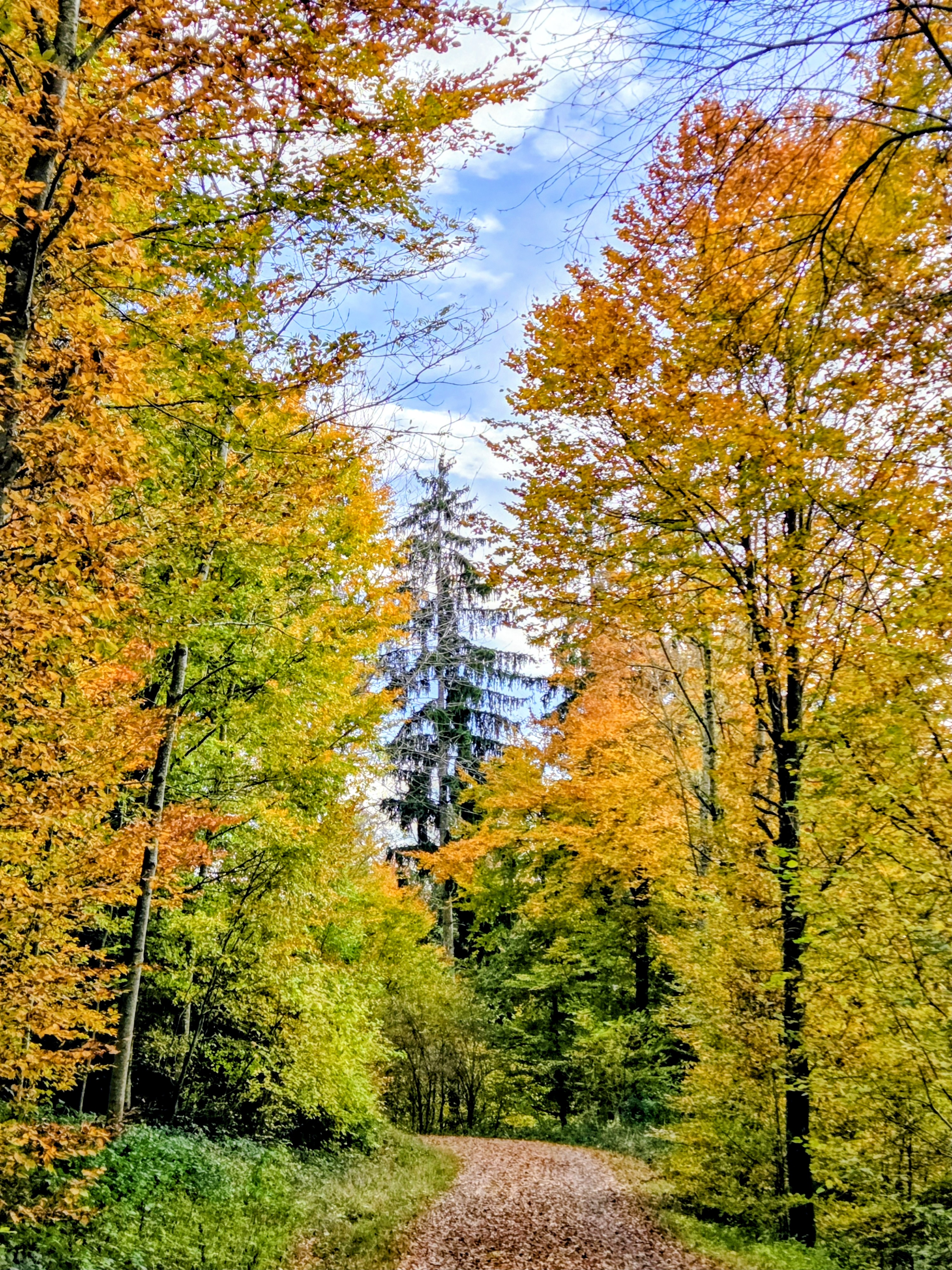 Bunte Blätter fallen
