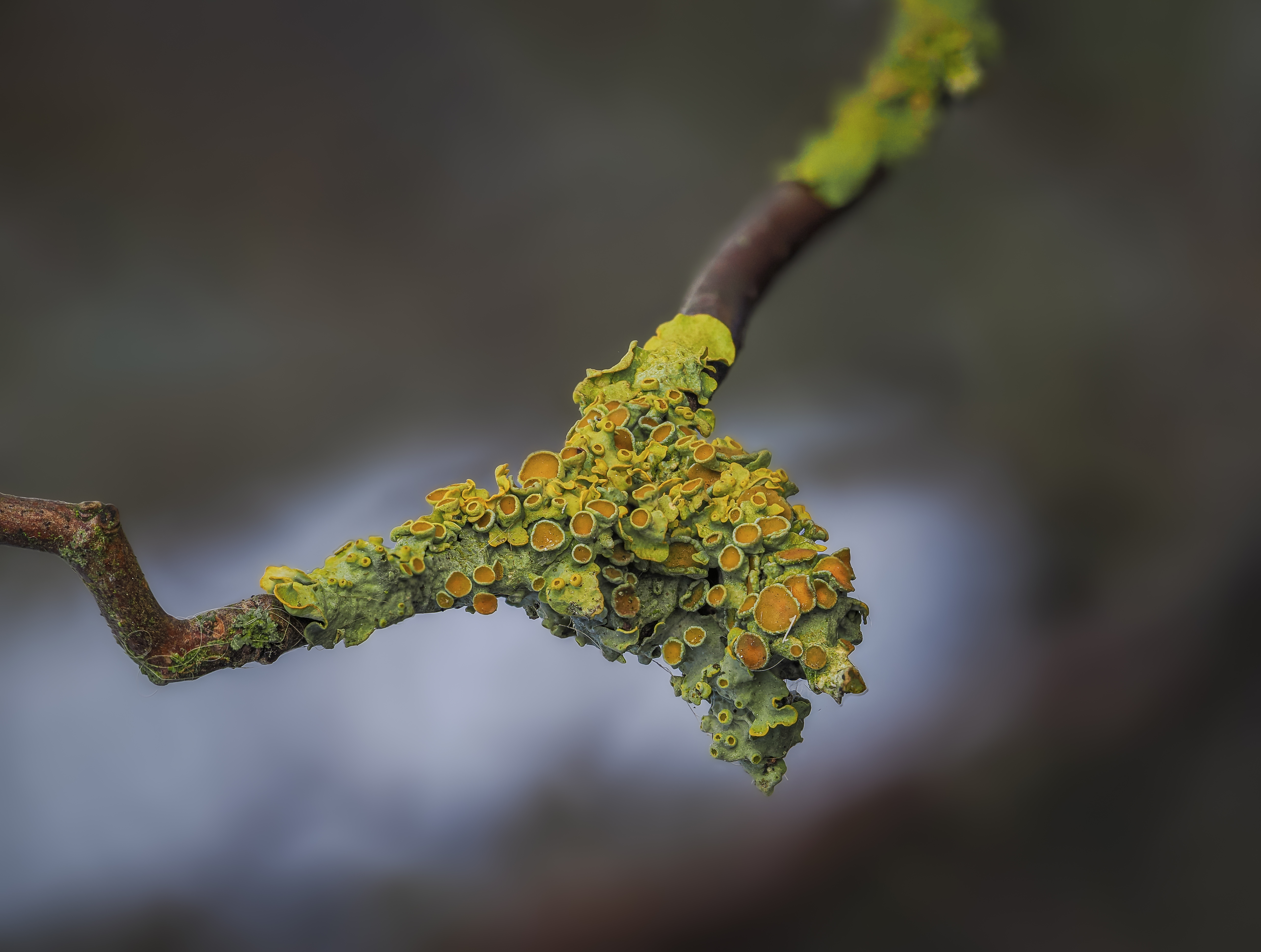 Gelbe Flechten zeigen die Luftqualität an