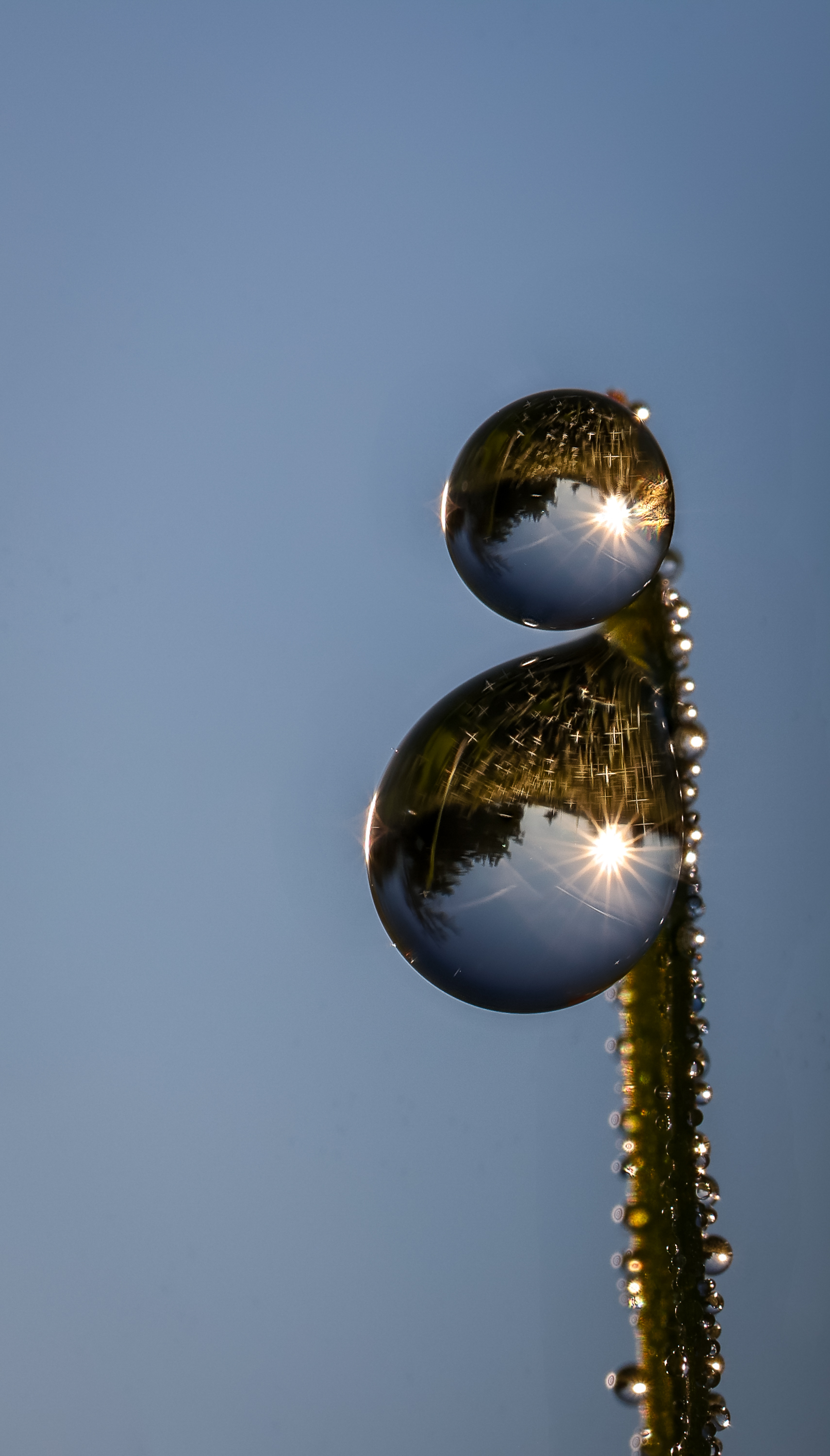 Herbstzeit im Anmarsch - die Tautropfen glitzern wieder