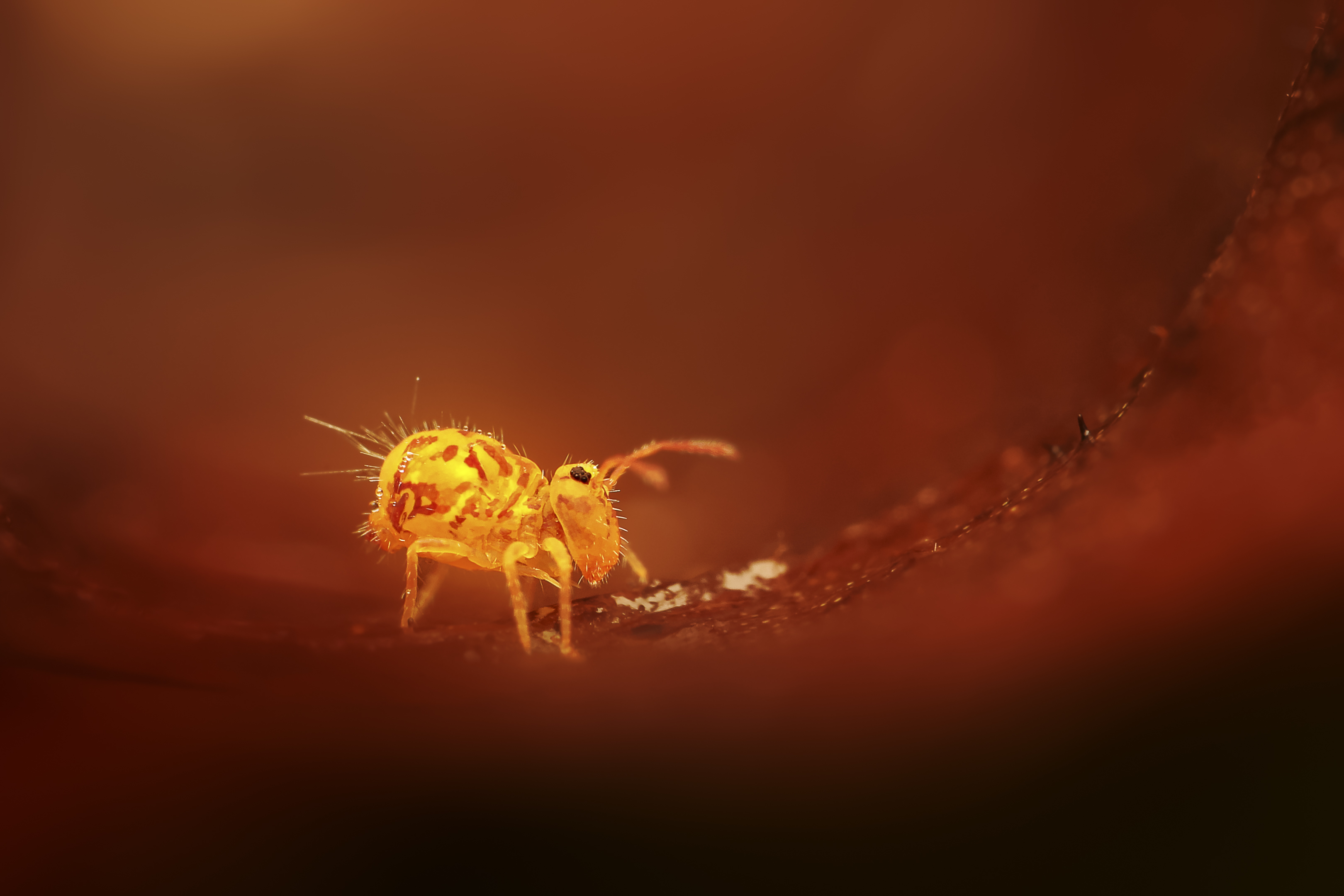 Kugelspringer unterwegs auf dem Mars?