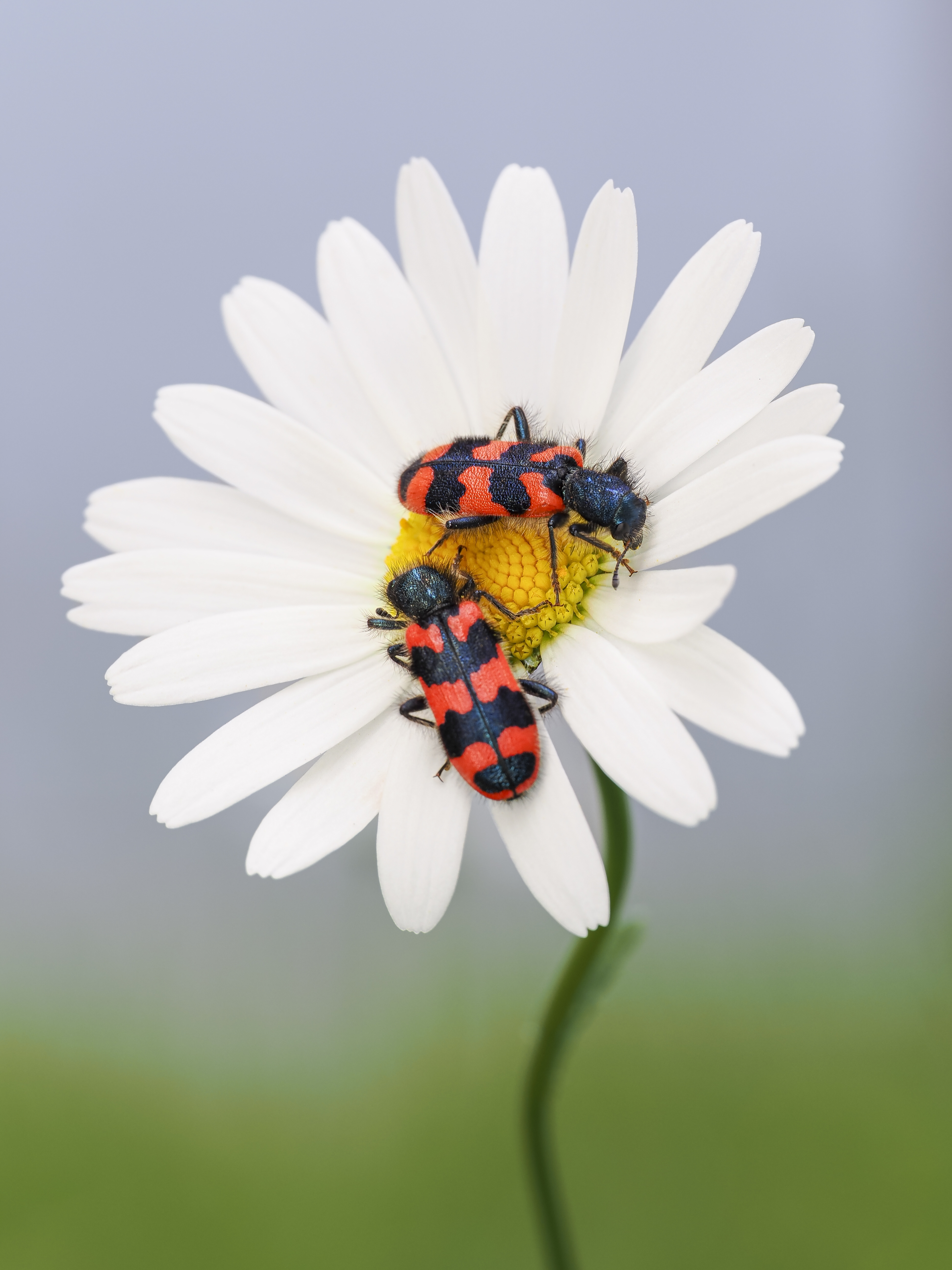 Zwei Bienenkäfer auf einer Margharite
