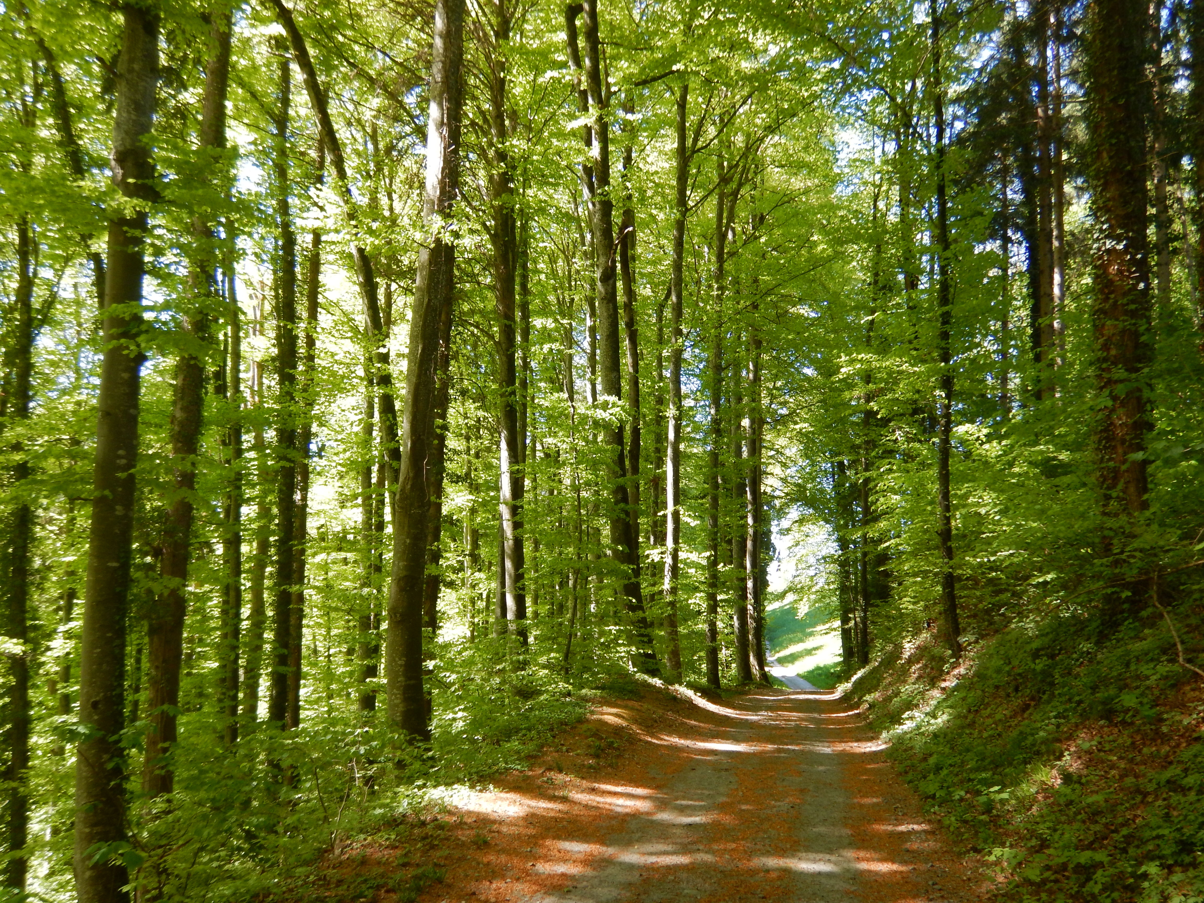 Frühlingsgrün im Dünkelwald.