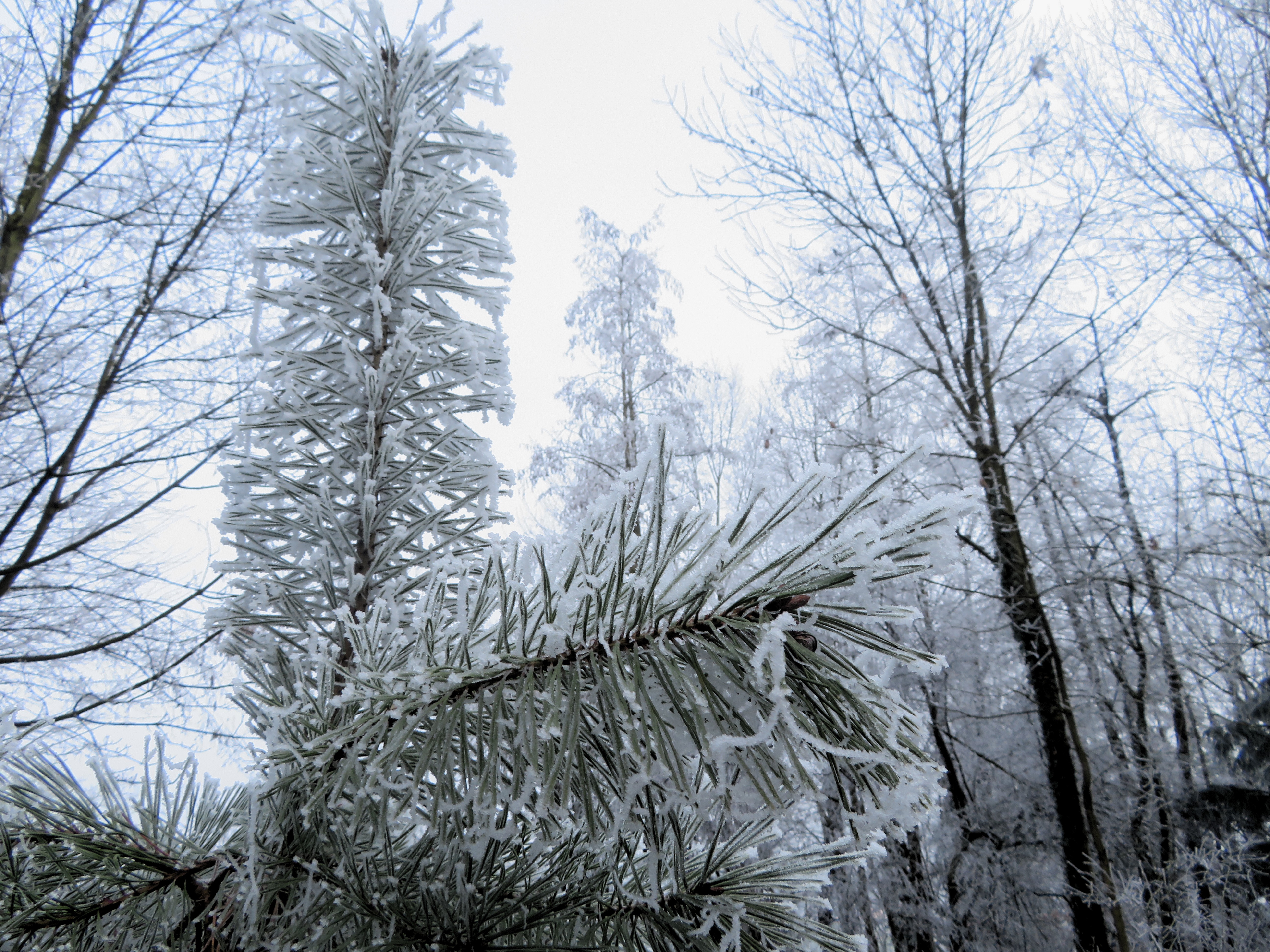 Der Nebel hat auch seine schönen Seiten
