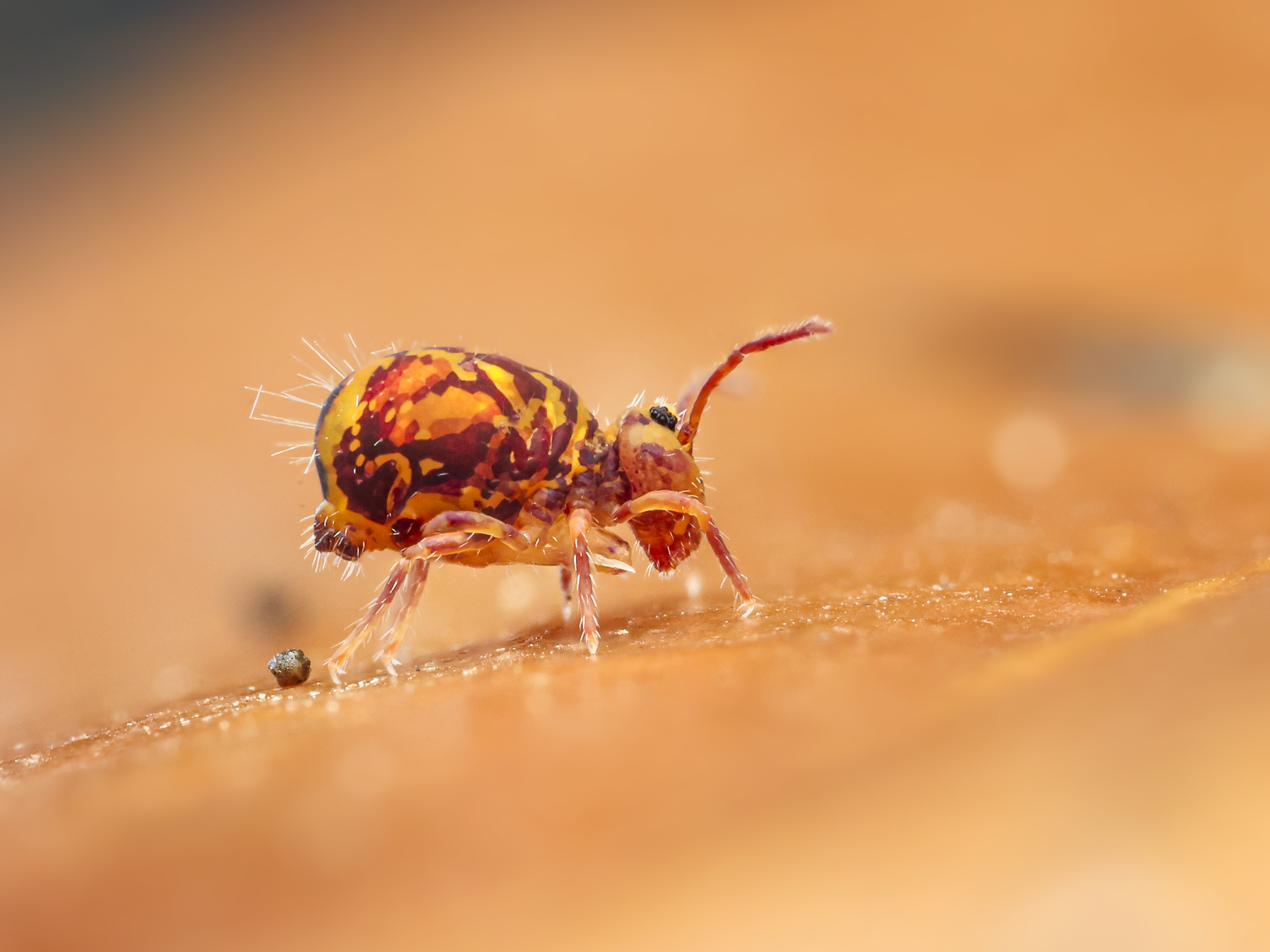 Auch kleine Kugelspringer müssen mal...