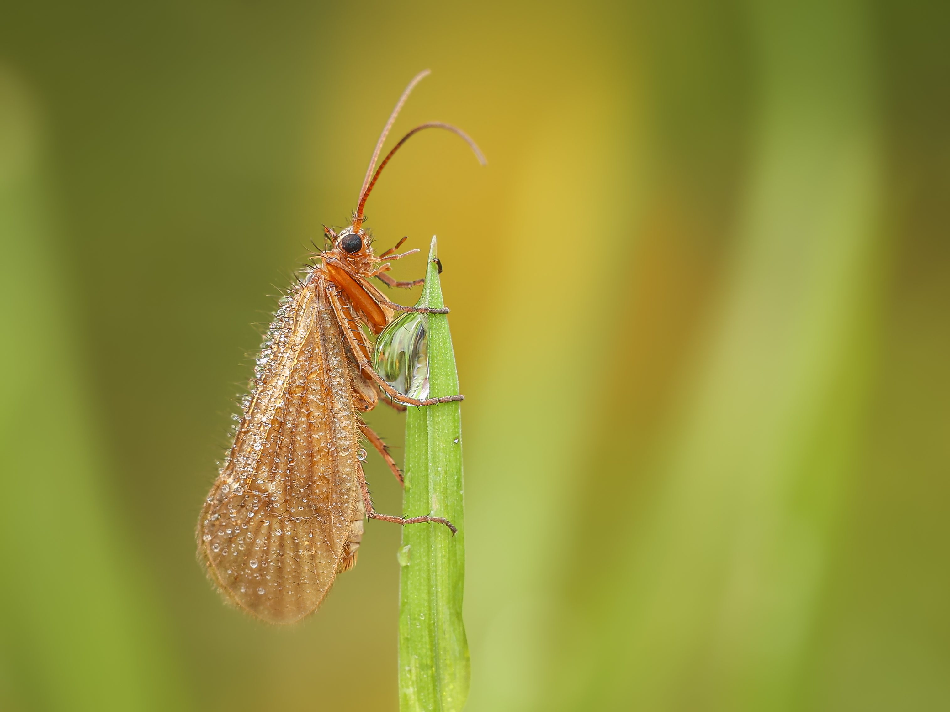 Nass ist's amMorgen ,auch für Insekten wie dieseKöcherfliege