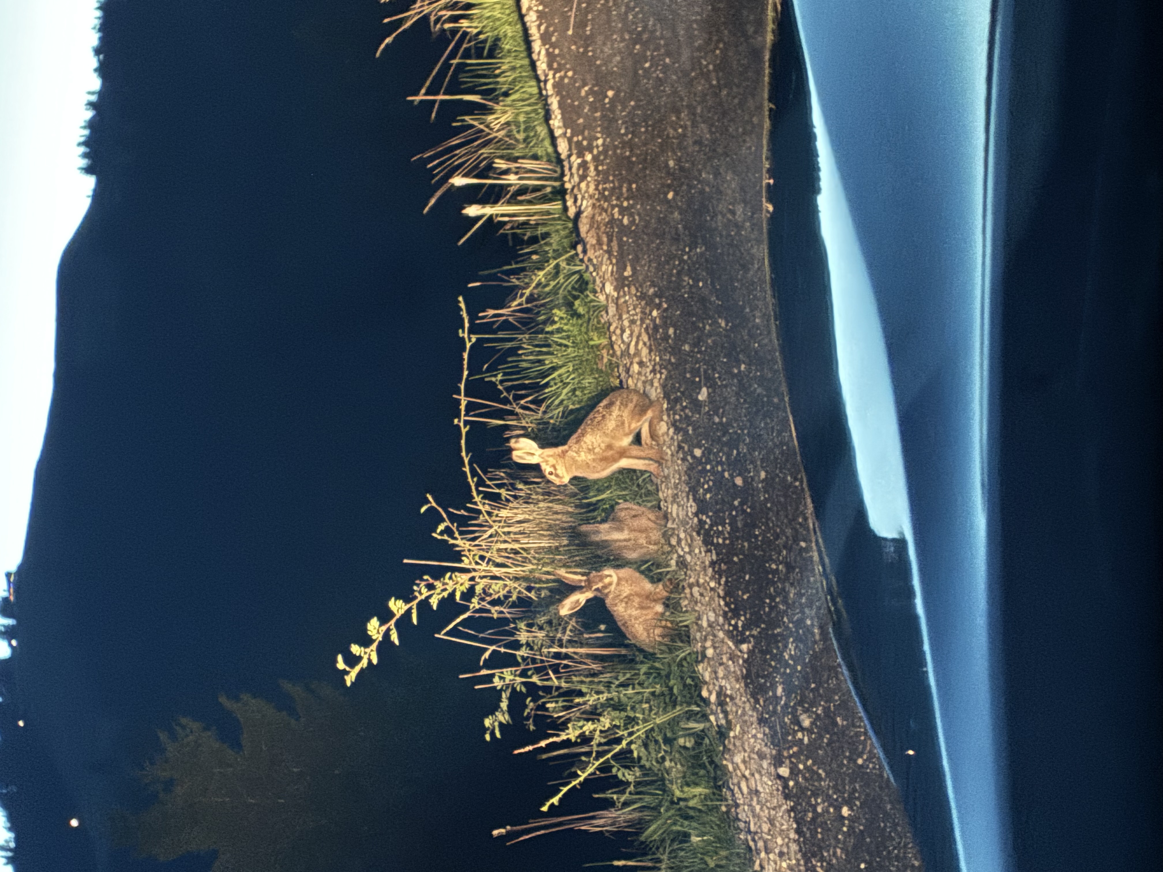 Wildhasentreffen