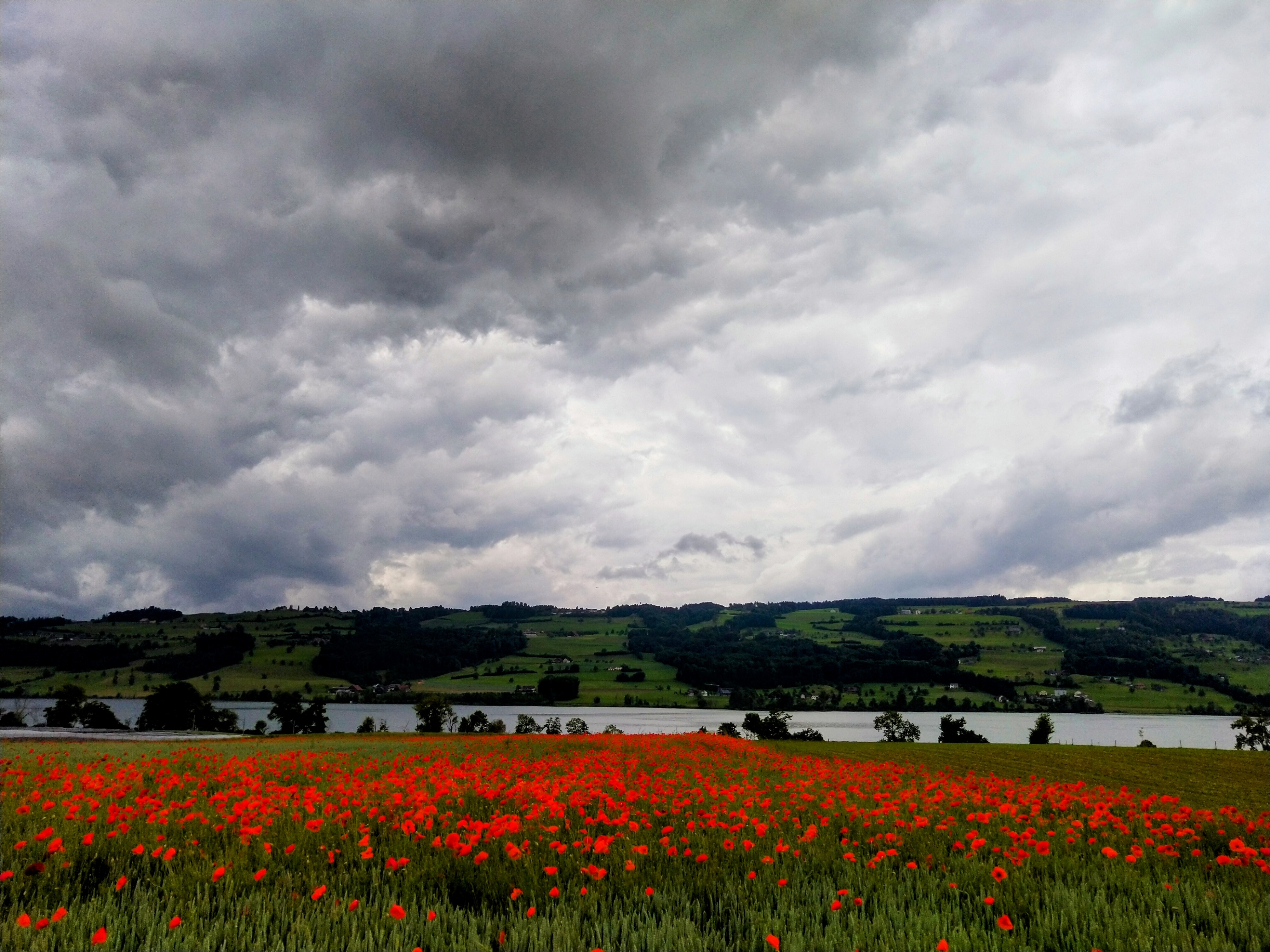 Mohnfeld in Gelfingen