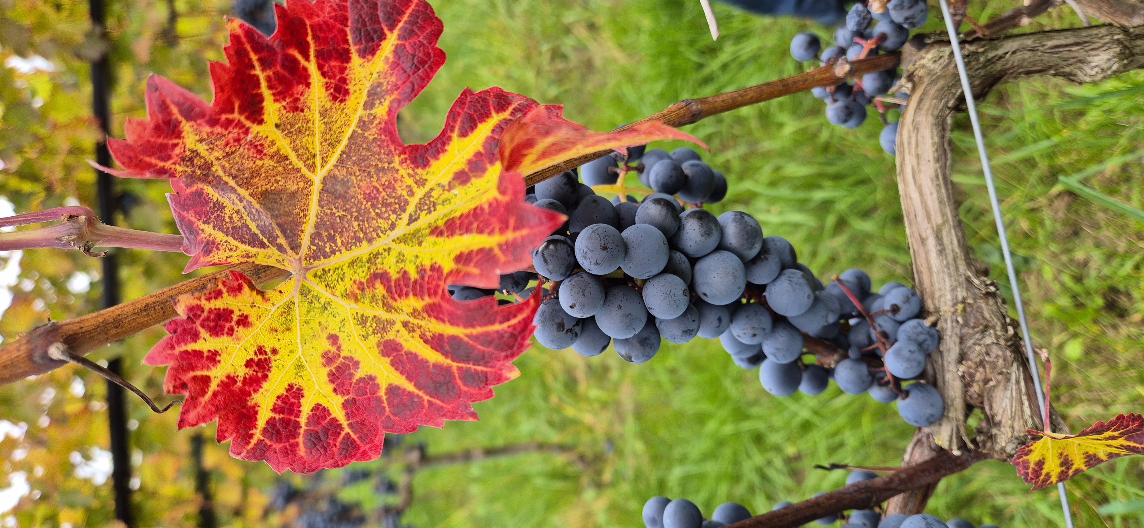 Farbenspiel im Herbst