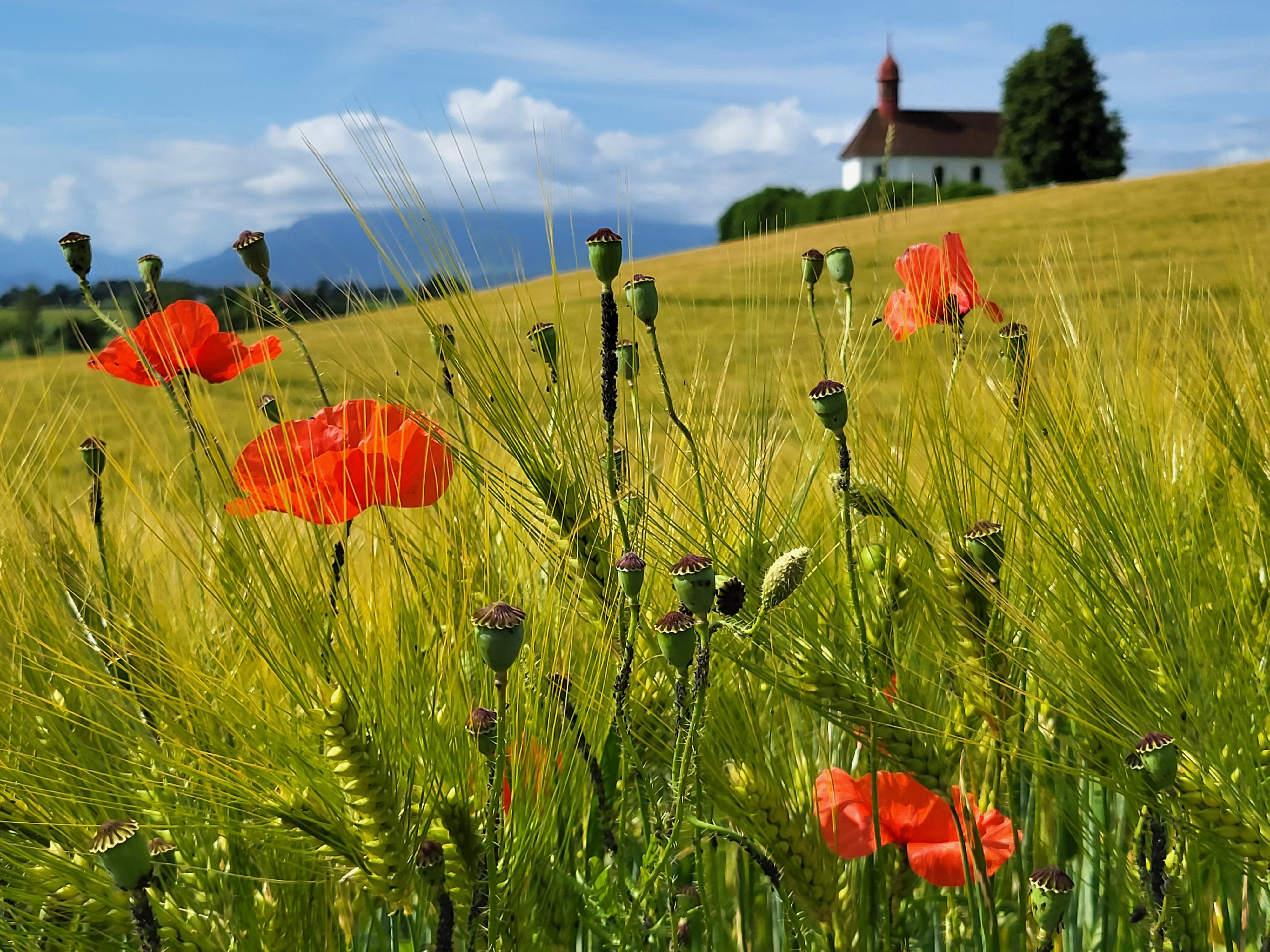 Getreidefeld mit Mohn, Kapelle Urswil im Hintergrund.