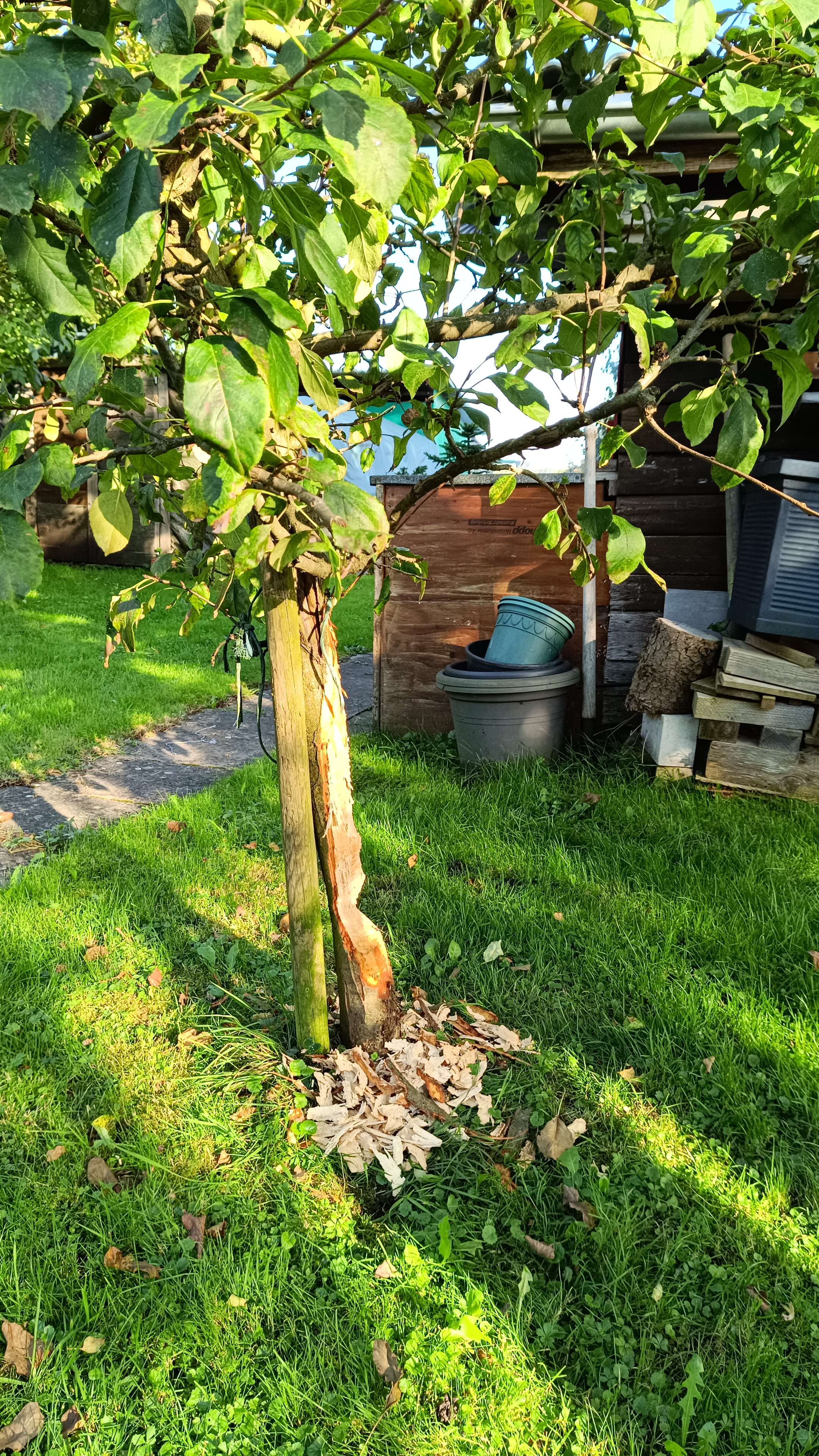 Überraschungsbesuch im Moosgarten. Biber sucht Staumaterial.